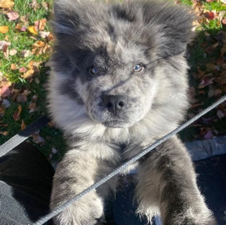 Unveiling the Alluring Blue Merle Chow Chow: A Comprehensive Guide